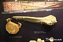 VBS_9105 - Museo Paleontologico - Asti